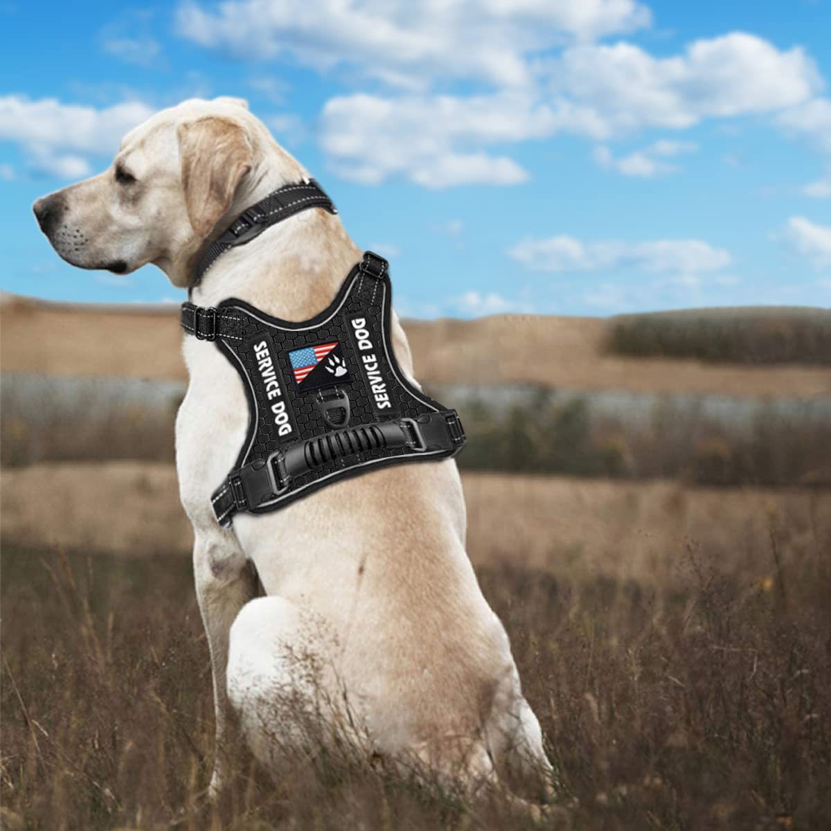 Nytt eksplosjonssikkert, støtdempende og komfortabelt brystseler til kjæledyr – trekksele til hund av vesttype